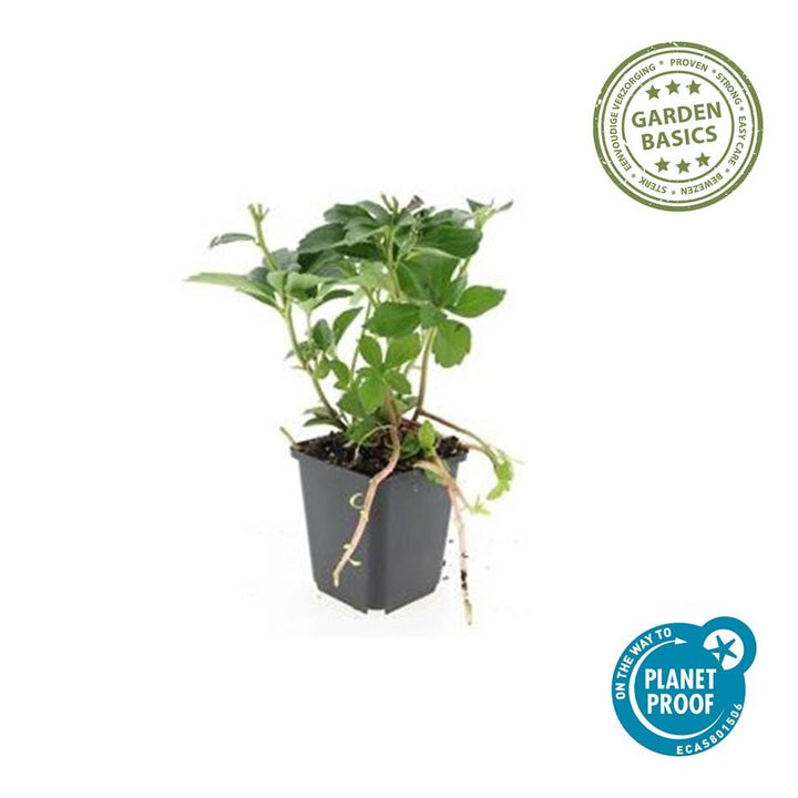 60x Pachysandra Terminalis - Evergreen Ground Cover - 10-25cm - Ø9cm