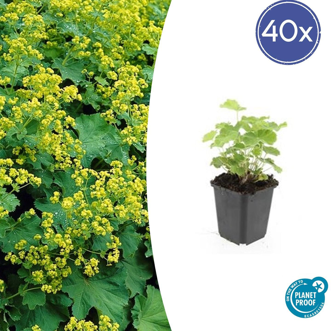 40x Alchemilla mollis Plants - Scallop-Edged Lady's Mantle - 10-25cm