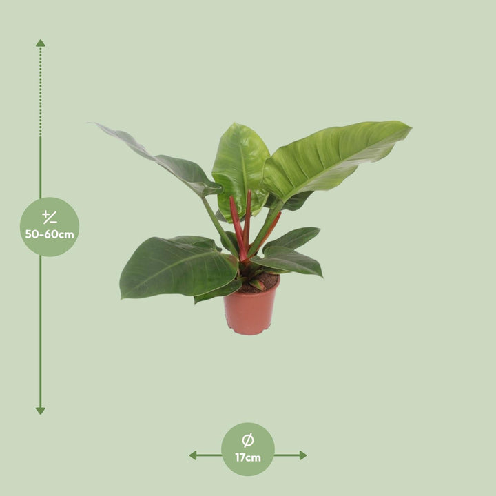 Philodendron 'Imperial Green' plant with lush green leaves, air-purifying qualities by Everspring