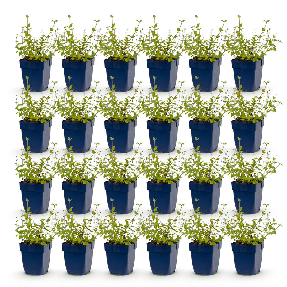 Pack of 24 Nepeta racemosa 'Grog' catmint plants in 11cm pots - view 2