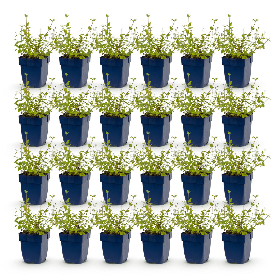 Pack of 24 Nepeta racemosa 'Grog' catmint plants in 11cm pots - view 2