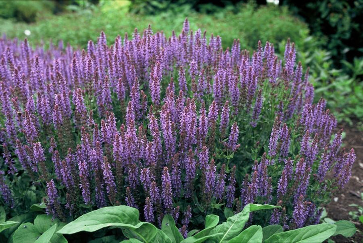 24x Salvia nem. 'Caradonna' - ↕10-25cm - Ø9cm alternative angle showing habit and leaf structure