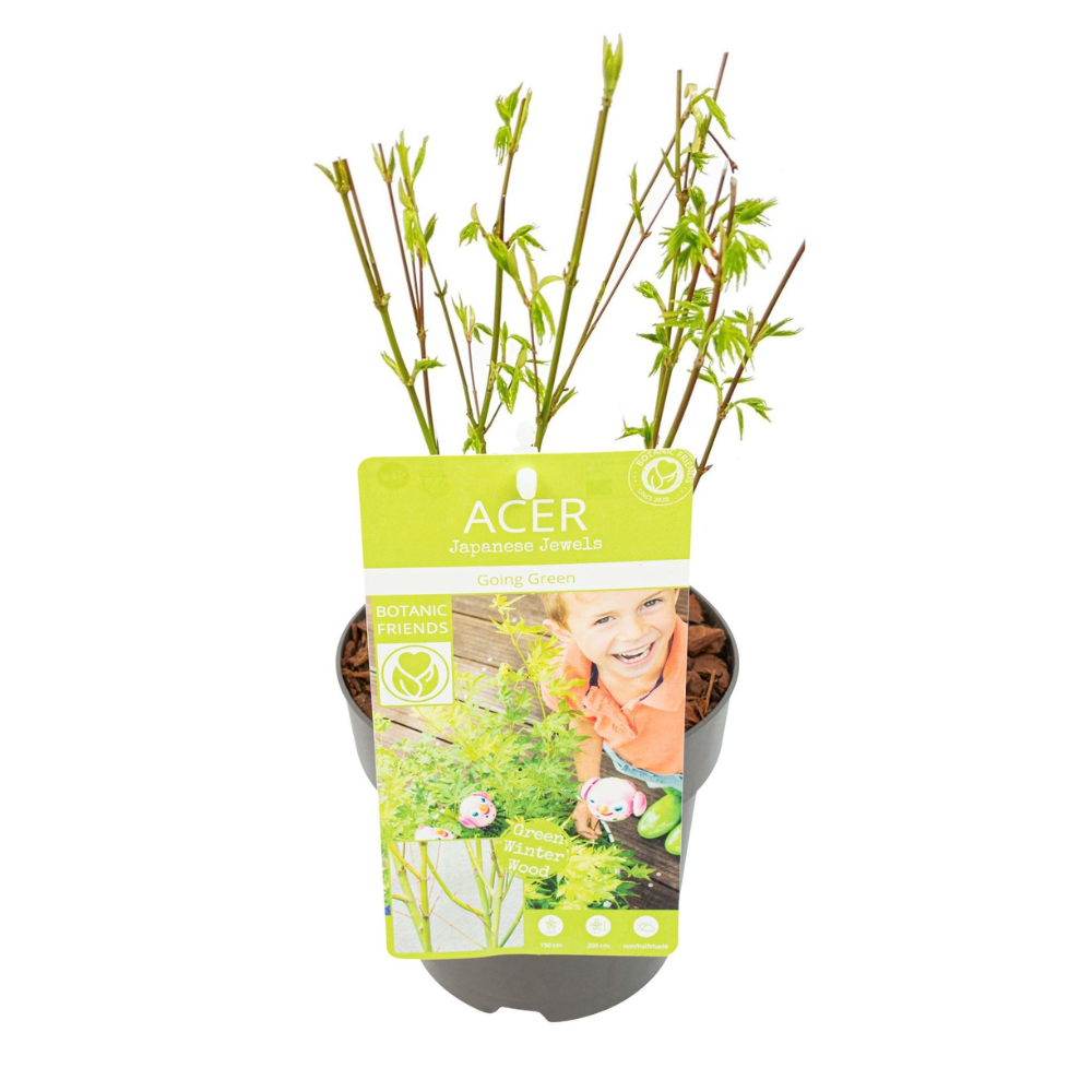 Outdoor Plants