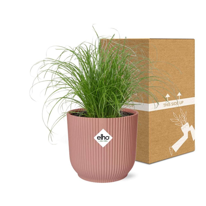 Umbrella Grass (Cyperus alternifolius 'Zumula') in a pink ELHO Vibes pot, view 5