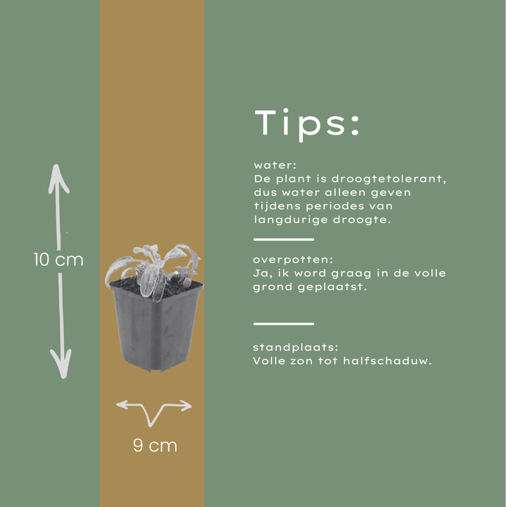 60x Stachys byzantina 'Silver Carpet' - ↕10-25cm - Ø9cm