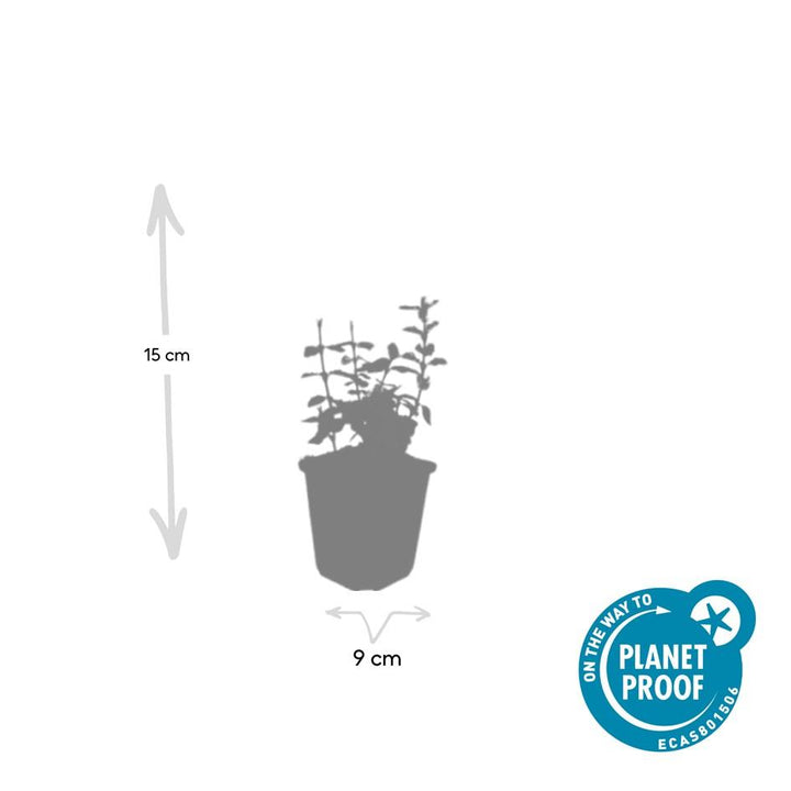 48x Euonymus fortunei 'Harlequin' Variegated Ground Cover - 10-25cm