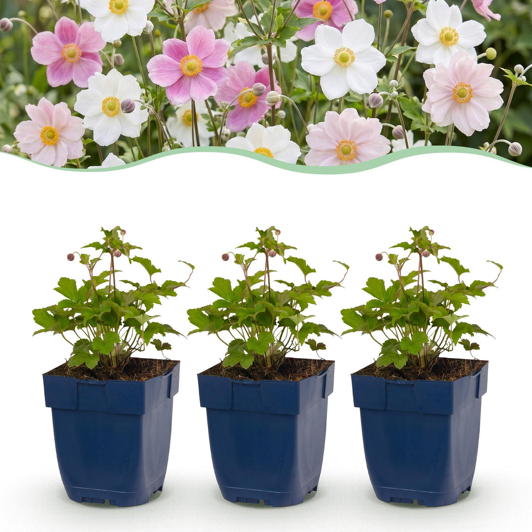 24 mixed Japanese anemone plants in 11cm pots, 15-25cm tall