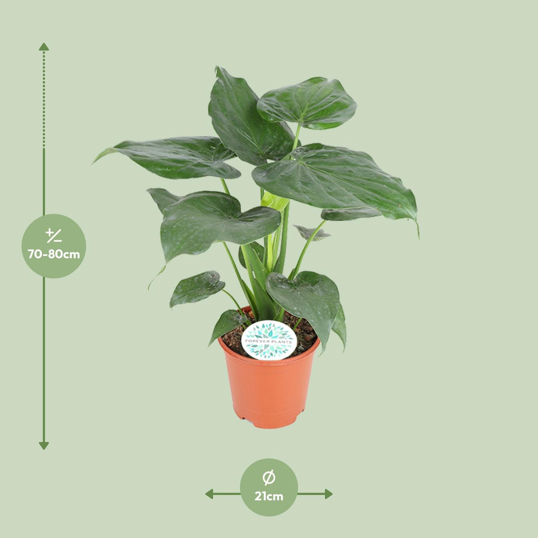Alocasia Cucullata 80cm — Elephant Ear in 21cm pot