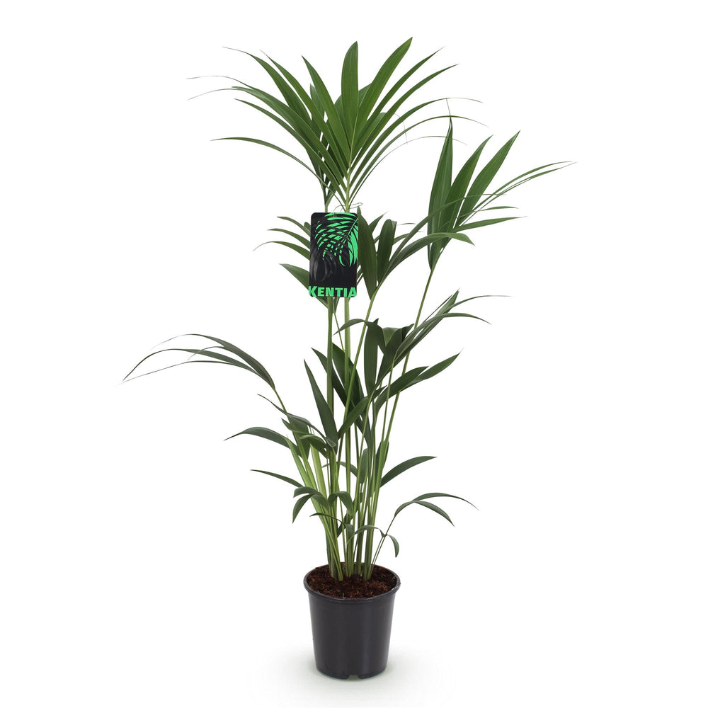 Kentia Palm (Howea forsteriana), detail view 1