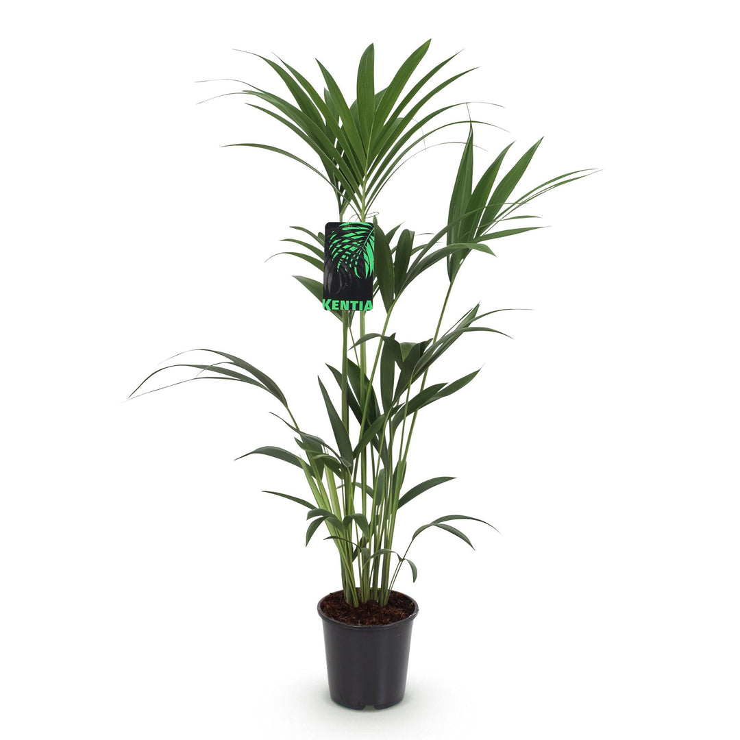 Kentia Palm (Howea forsteriana), detail view 1