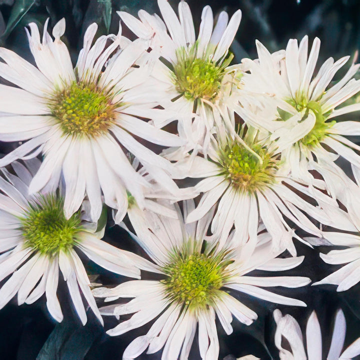 6x Aster ageratoides 'Ashvi' - ↕10-25cm - Ø9cm full-plant overview, healthy foliage and strong roots