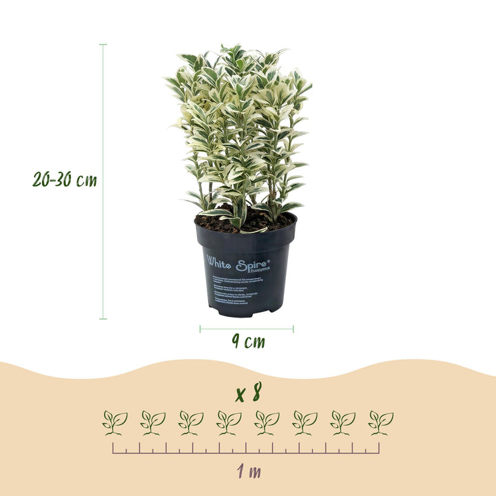 40x Euonymus japonicus 'White Spire' Japanese Spindle - Evergreen Hedging - 9cm Pot - 20-30cm