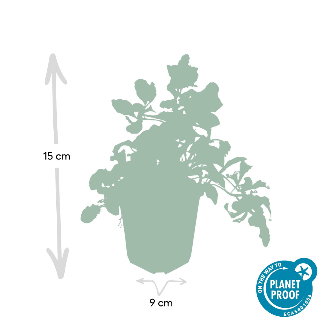 48x Ajuga reptans - ↕10-25cm - Ø9cm