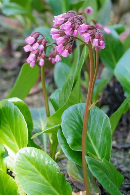 6x Bergenia cordifolia 'Herbstblüte'  - ↕10-25cm - Ø9cm full-plant overview, healthy foliage and strong roots