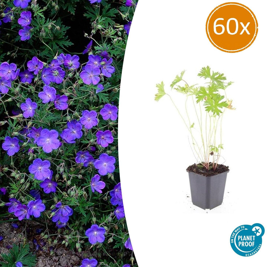 60 Geranium 'Johnson's Blue' plants in 9cm pots, exhibiting vibrant blue flowers and healthy green foliage