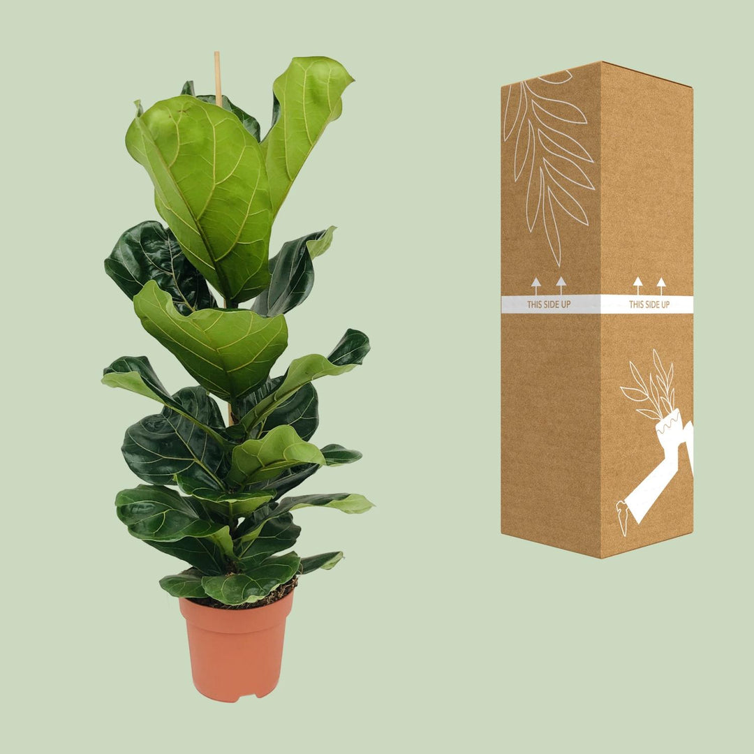 Ficus Lyrata Fiddle Leaf Fig - 21cm Pot - 100cm Tall