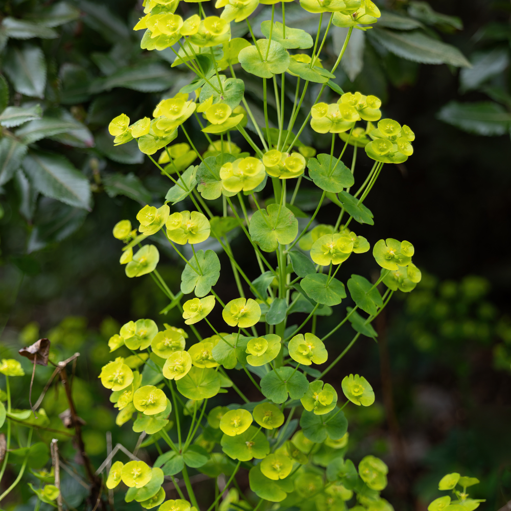 Healthy foliage and strong roots close-up of 24x Euphorbia amygdal. robbiae - ↕10-25cm - Ø9cm