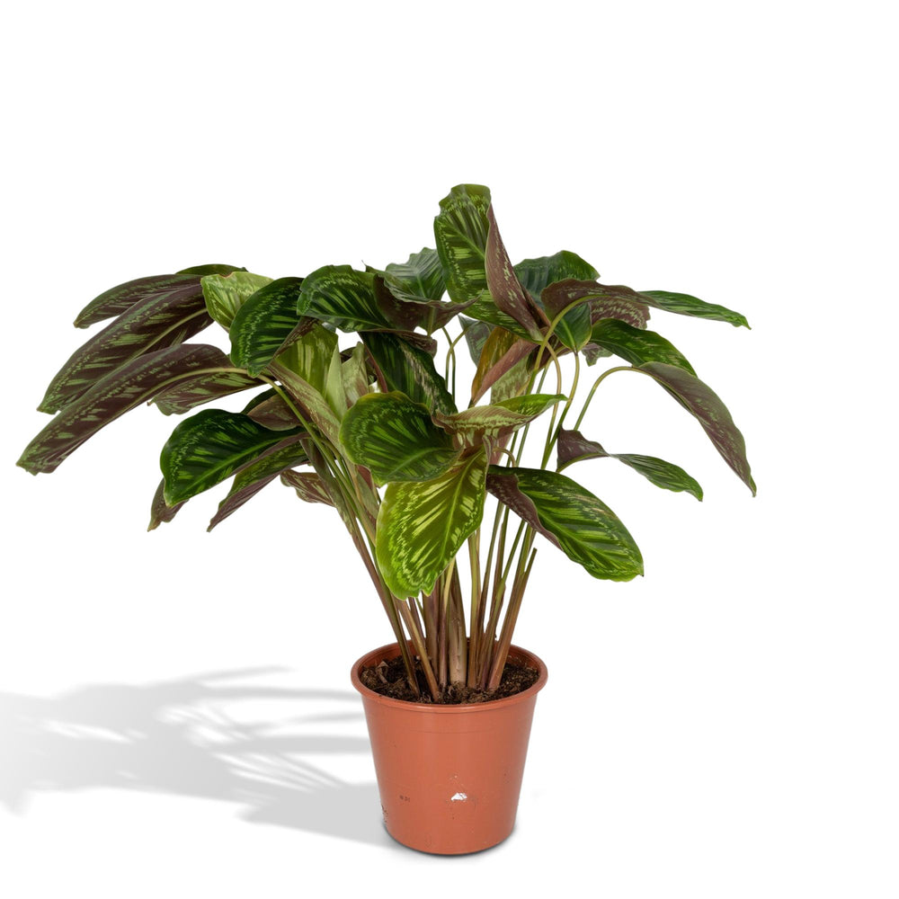 Patterned prayer-plant leaves close-up of Calathea Flamestar - Peacock Plant - Ø19cm - ↕75cm