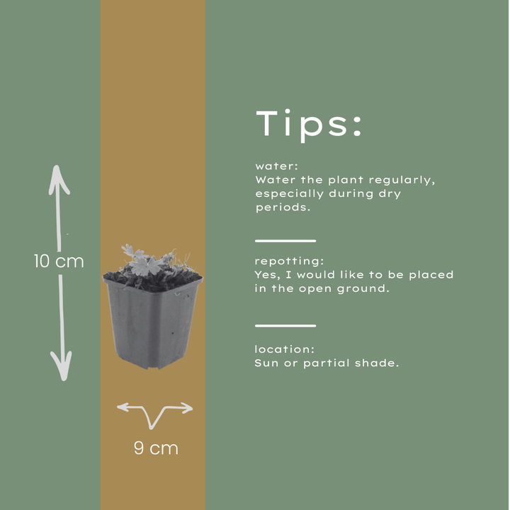 6x Geranium sang. 'Max Frei' - ↕10-25cm - Ø9cm