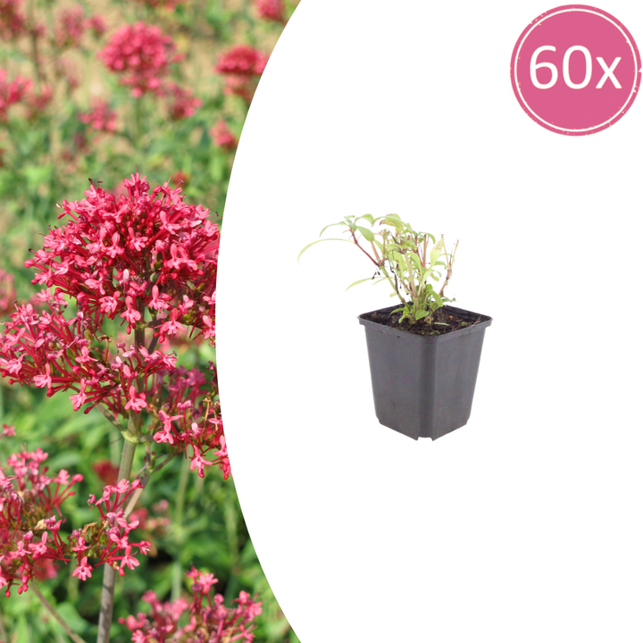 60x Centranthus ruber 'Coccineus' - ↕10-25cm - Ø9cm