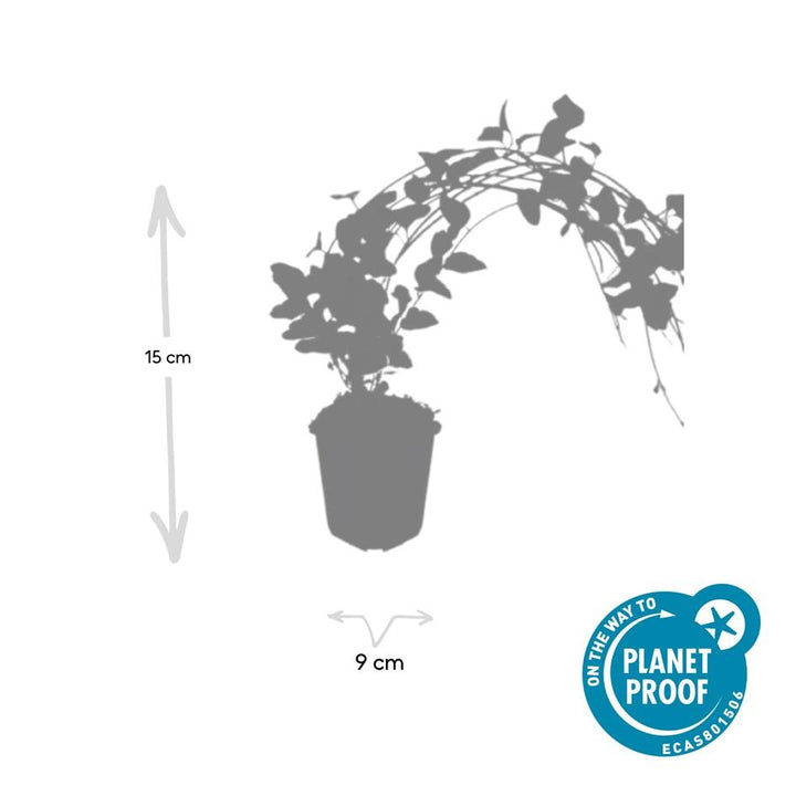 60x Vinca major 'Variegata' - ↕10-25cm - Ø9cm