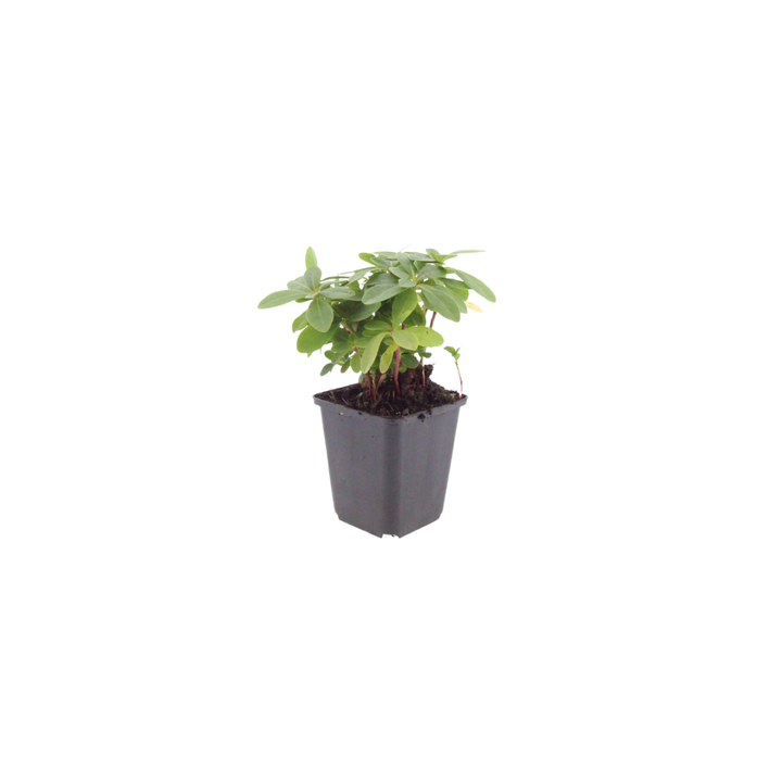 24x Euphorbia amygdal. robbiae - ↕10-25cm - Ø9cm packed for EU plant delivery from PlantGift.ie