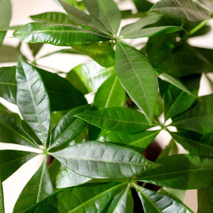 Money Tree (Pachira aquatica) - view 5
