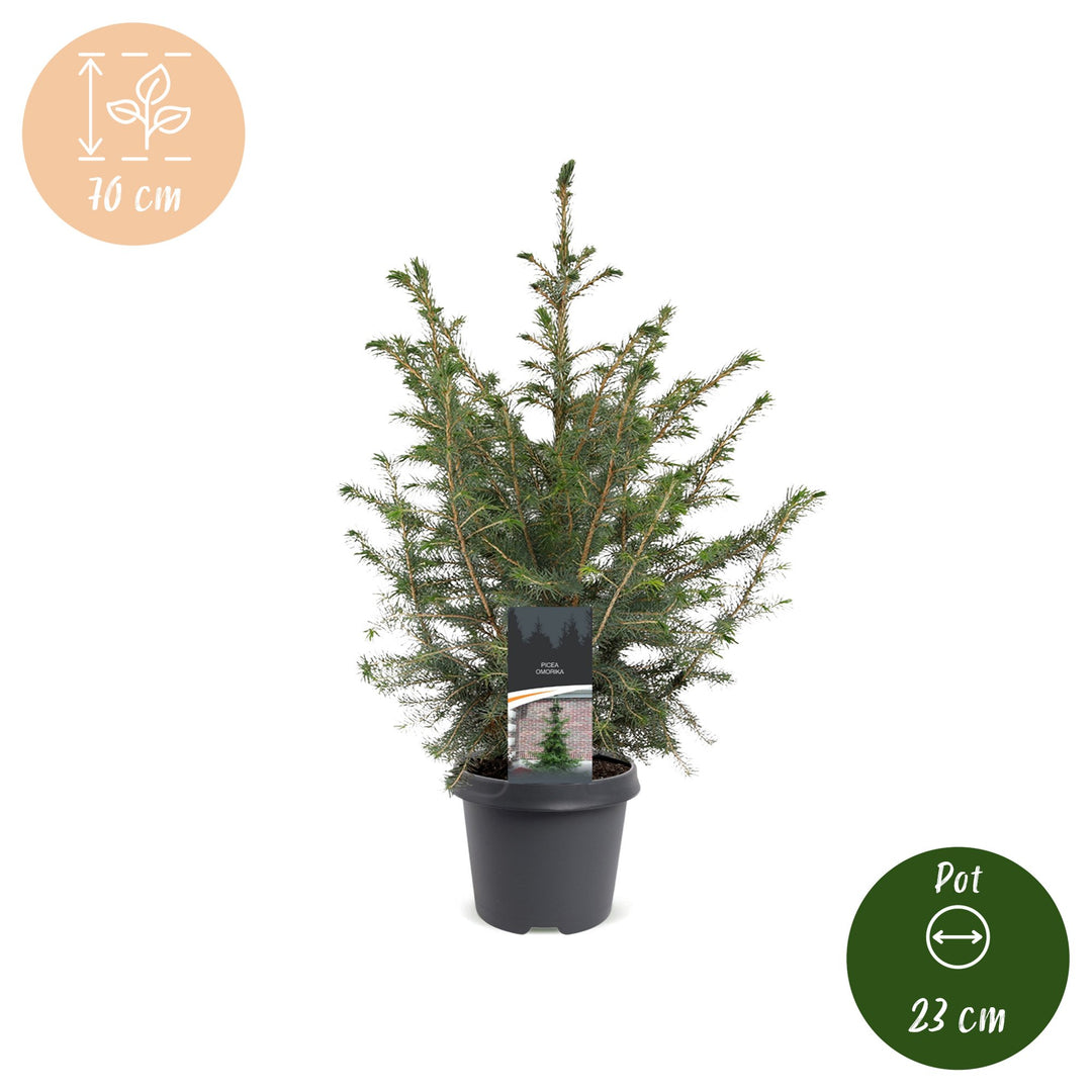 Picea omorika Serbian Spruce Christmas tree in Ø23cm pot, image 5