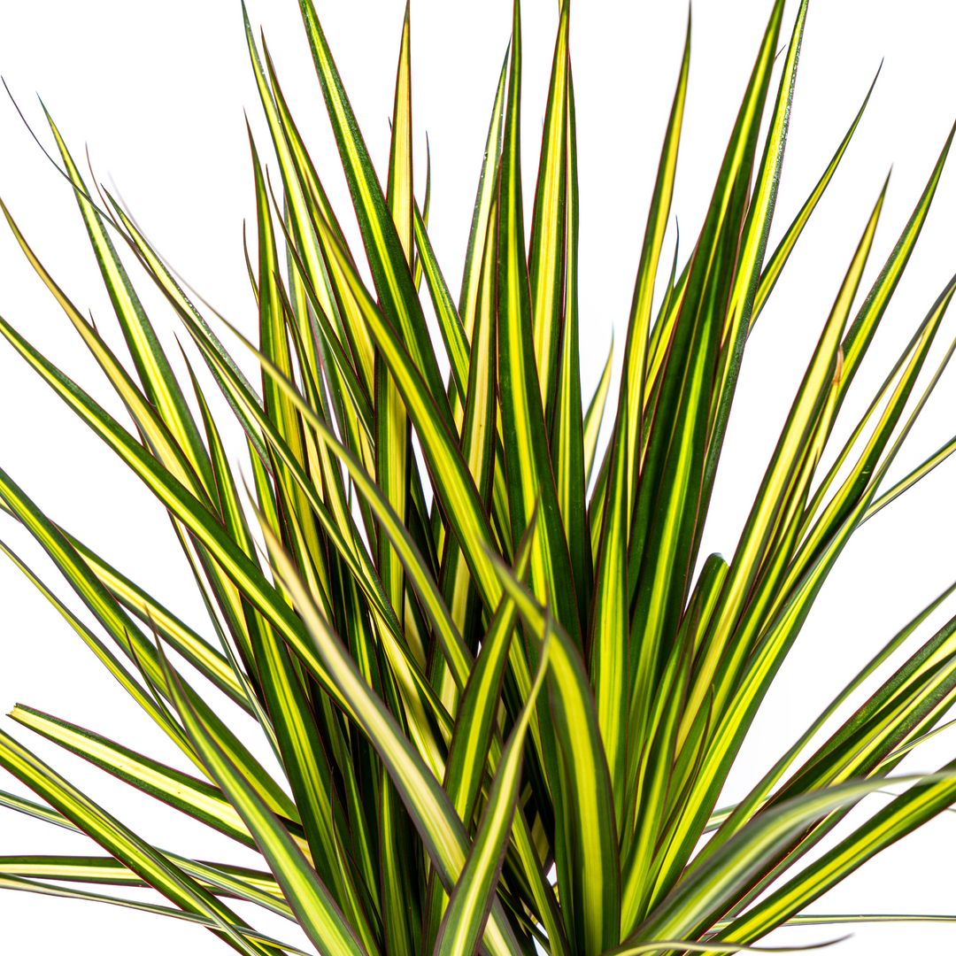 Dracaena Marginata Sunray 60-80cm — Madagascar Dragon Tree in 17cm pot