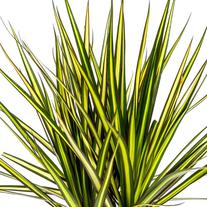 Dracaena Marginata Sunray 60-80cm — Madagascar Dragon Tree in 17cm pot