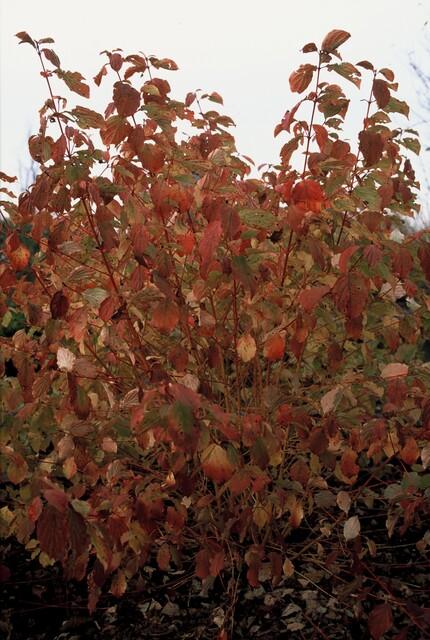 6x Cornus sang. 'Midwinter Fire' - ↕10-25cm - Ø9cm alternative angle showing habit and leaf structure