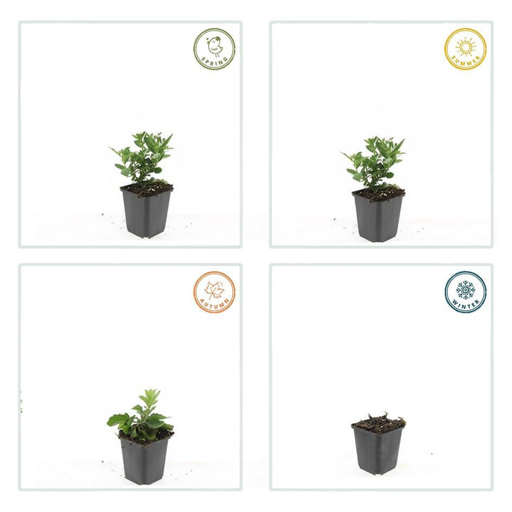 60x Aster ageratoides 'Stardust' White Star-Shaped 10-25cm Ø9cm