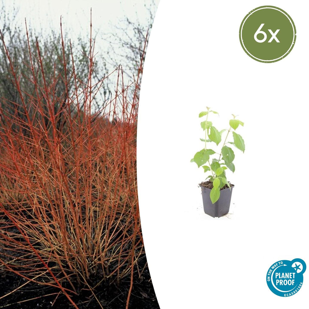 Red-stemmed dogwood Cornus sanguinea 'Midwinter Fire' with burgundy and red upright stems, fine foliage, and young plant…