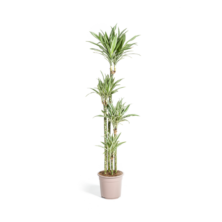 Dracaena White Stripe indoor plant with green and white leaves in a 27cm pot, 170-190cm tall, by Everspring