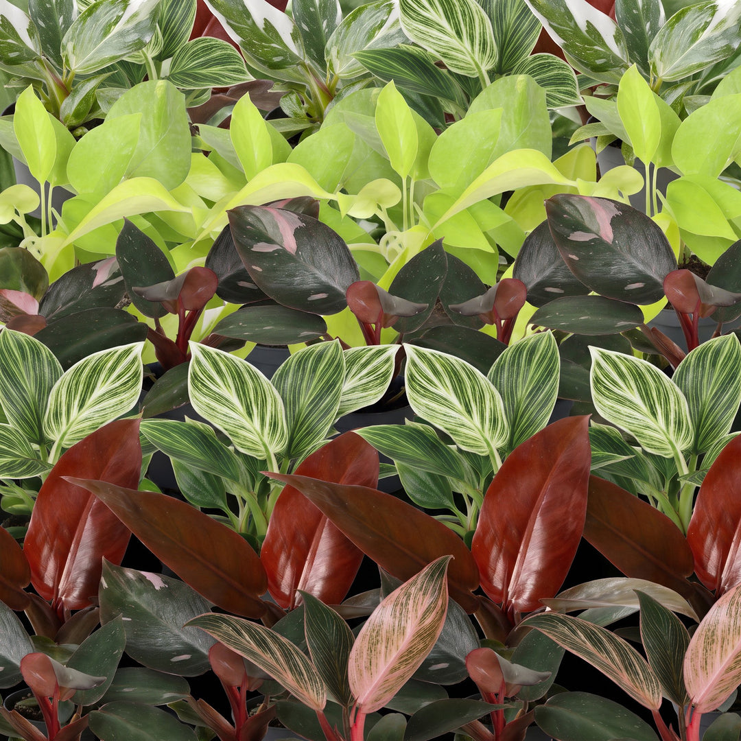 Baby Philodendron Family, pack of 6 tropical plants in 6cm pots, image 4