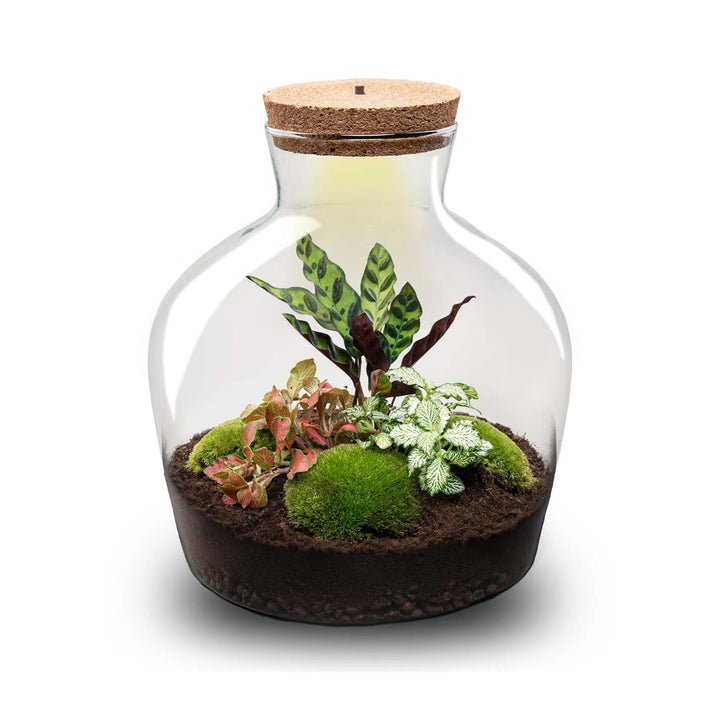 DIY Terrarium Kit - 'Fat Joe' Red - 30cm - with Planting Tools