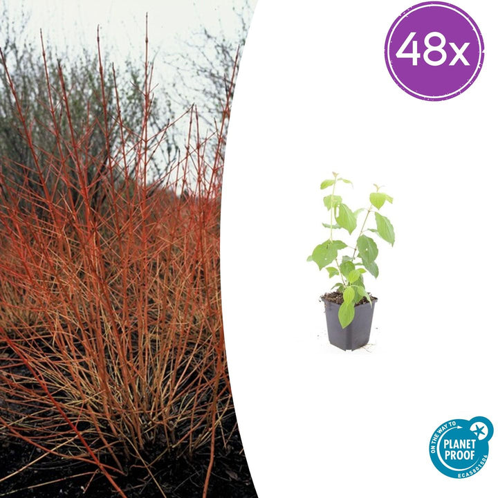48x Cornus Midwinter Fire Dogwood - 9cm Pot - Fiery Winter Stems