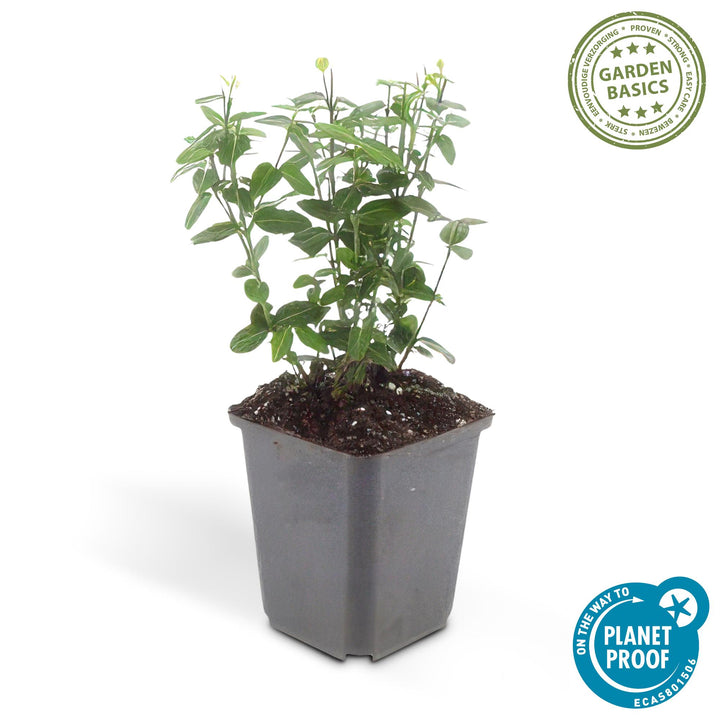 60x Euonymus fortunei radicans - Evergreen Ground Cover - 10-25cm