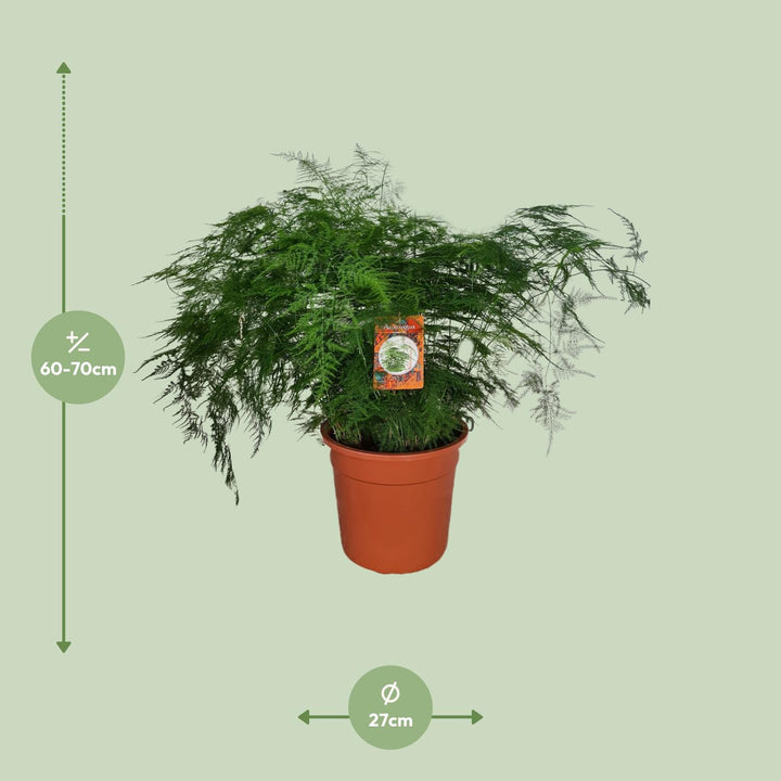 Asparagus Setaceus: Elegant, Air-Purifying Asparagus Fern – Your Easy-Care Indoor Oasis Awaits!