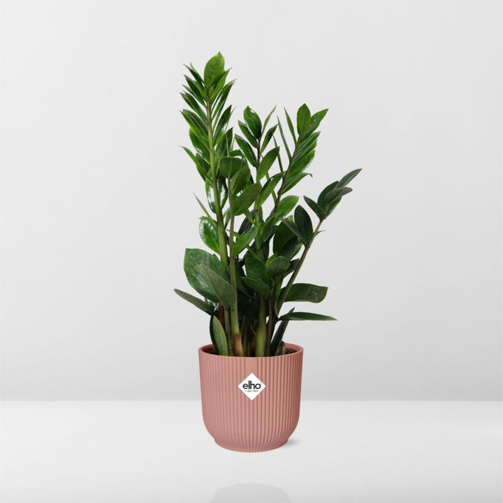 ZZ Plant (Zamioculcas zamiifolia) in a pink ELHO Vibes pot, view 6