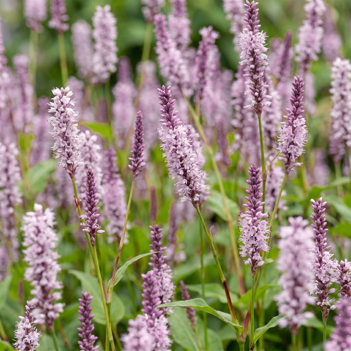 24 Persicaria amplexicaulis 'Rosea' plants in 11cm pots, 15-25cm tall - view 5