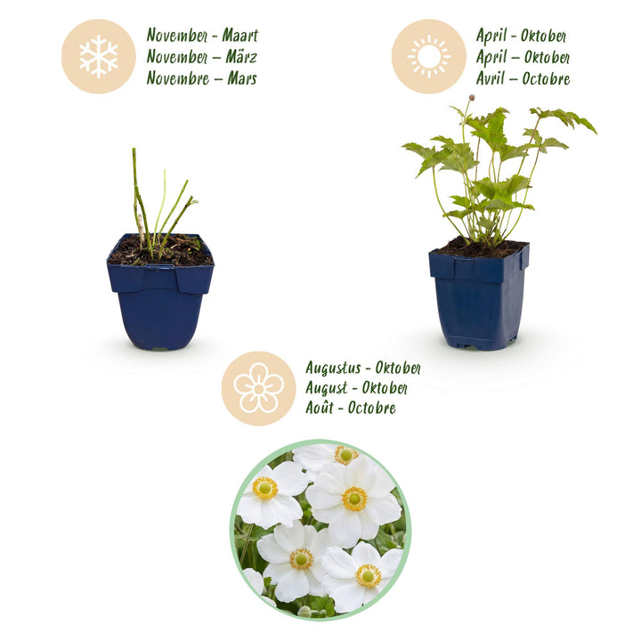 24x Anemone hybrida 'Honorine Jobert' Japanese Anemone - White - 11cm Pot - 15-25cm