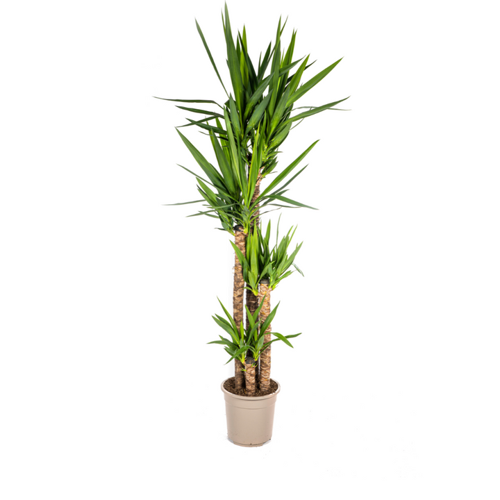 Yucca Elephantipes 150-170cm | Woody Stem Indoor Plant Ø27cm