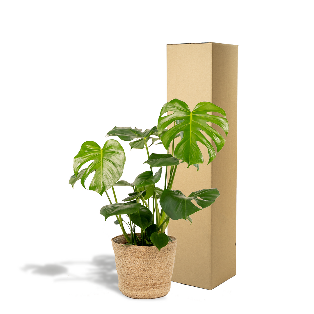 Monstera Deliciosa + Basket Selin - ↨80cm - Ø21cm full-plant overview, large split and fenestrated leaves