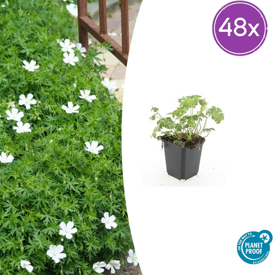 48x Geranium sang. 'Album' plants in black pots, white flowers, 10-25cm tall, by Everspring.