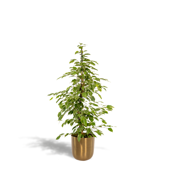 Weeping fig in gold pot, narrow green leaves on upright branching stems, approximately 95cm tall