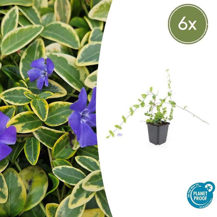 6x Vinca minor 'Blue and Gold' - ↕10-25cm - Ø9cm