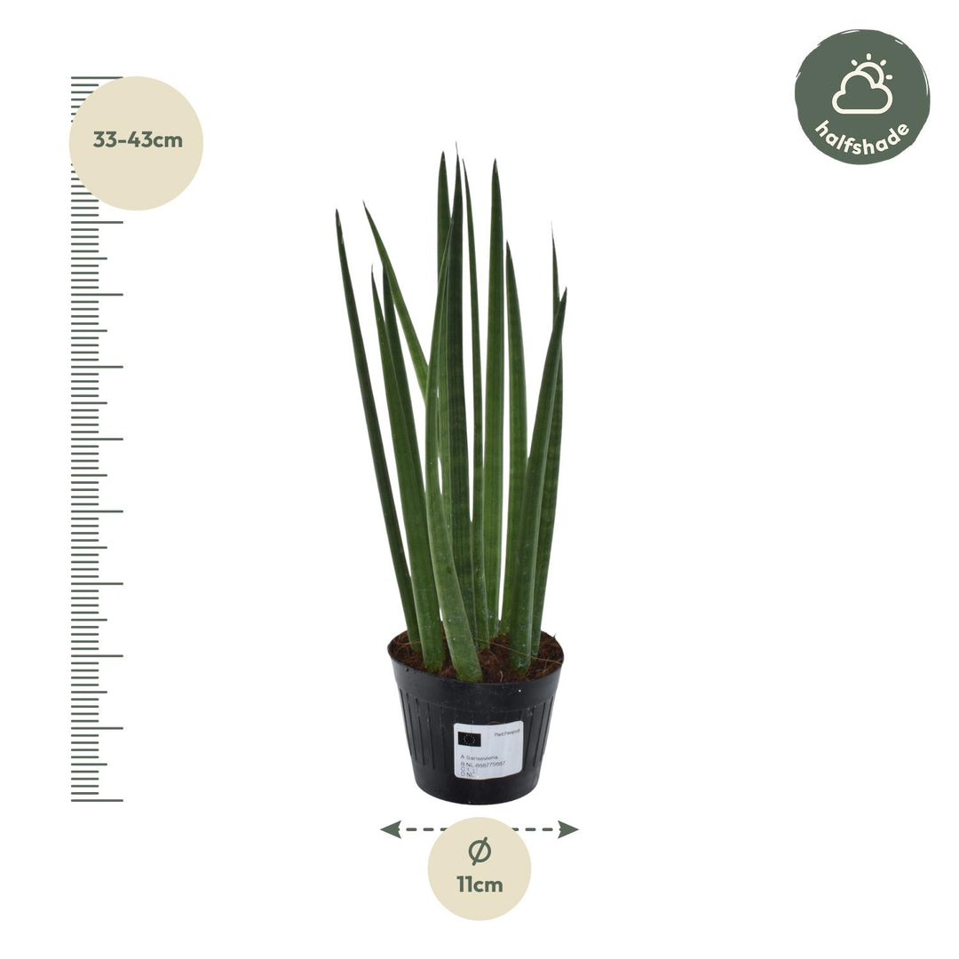 Green Sansevieria Snake Plant in a modern white pot, ideal for low light indoor spaces by Everspring