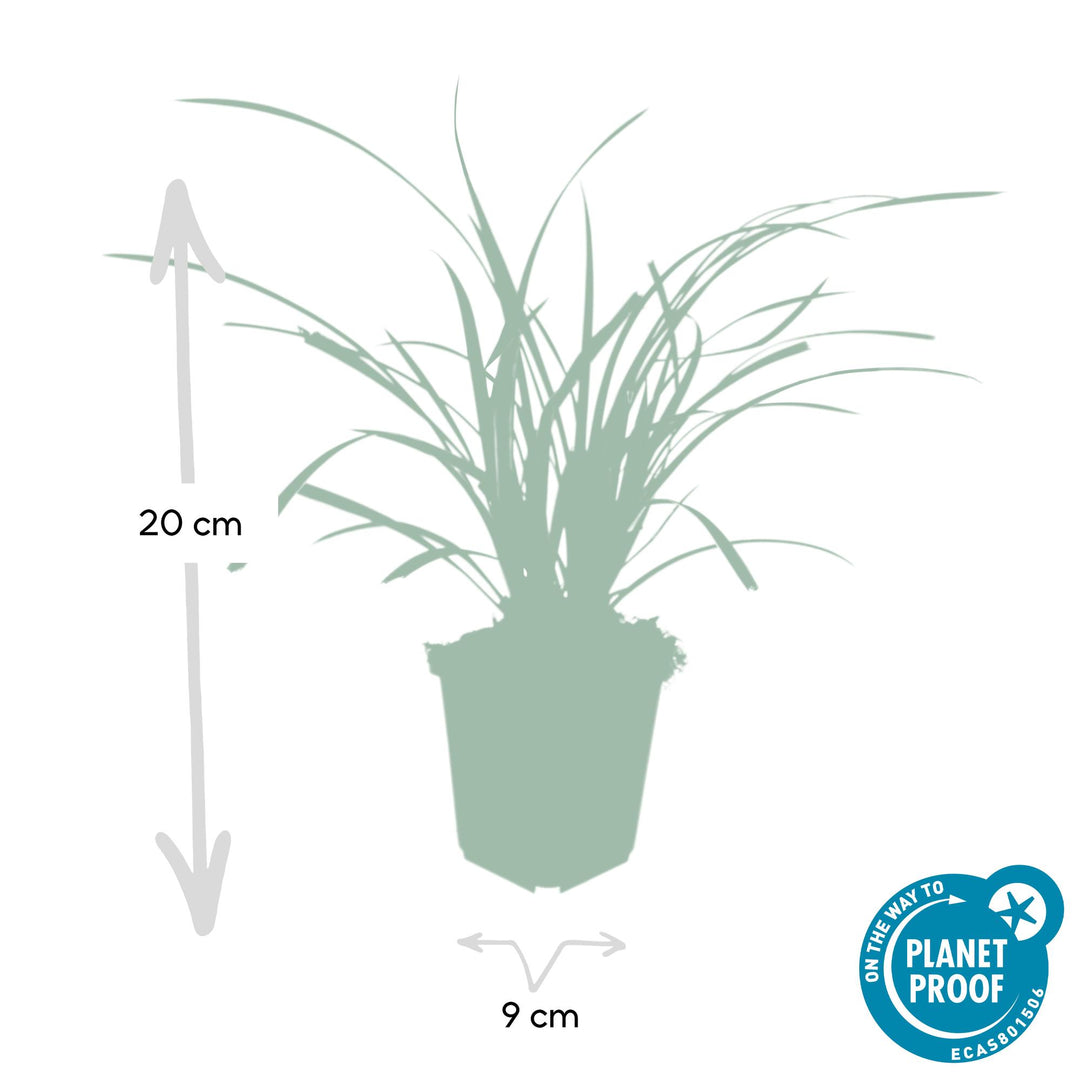 6x Carex morrowii 'Ice Dance' - ↕10-25cm - Ø9cm — healthy root ball and nursery pot ready to ship from Ireland