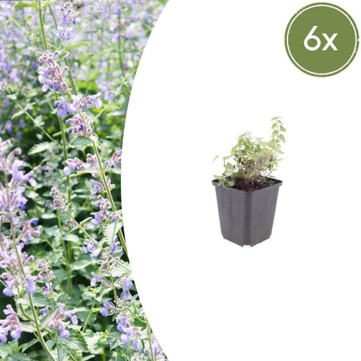Aromatic catmint foliage and purple flower spikes close-up of 6x Nepeta faassenii - ↕10-25cm - Ø9cm